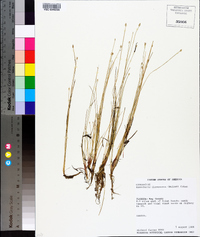 Eleocharis flavescens image