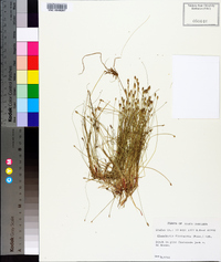 Eleocharis flavescens image