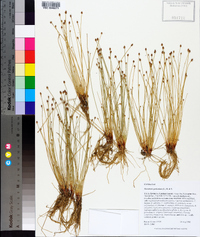 Eleocharis geniculata image