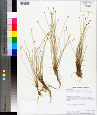 Eleocharis geniculata image