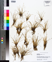 Eleocharis geniculata image