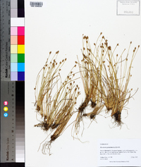 Eleocharis geniculata image