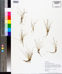 Eleocharis geniculata image