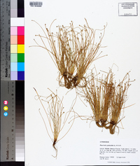 Eleocharis geniculata image