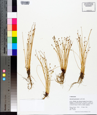 Eleocharis geniculata image