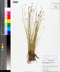 Eleocharis geniculata image