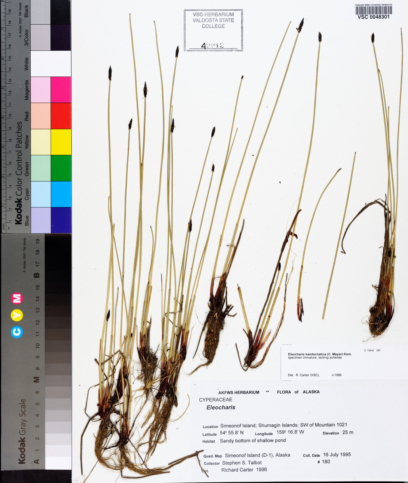 Eleocharis kamtschatica image