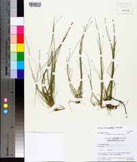 Eleocharis lanceolata image