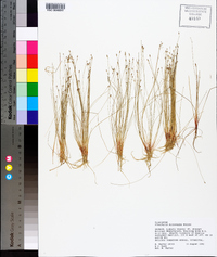 Eleocharis microcarpa image