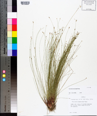 Eleocharis microcarpa image