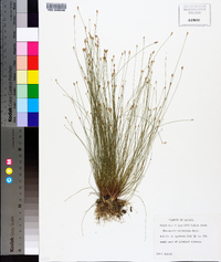 Eleocharis microcarpa image