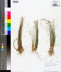 Eleocharis microcarpa image