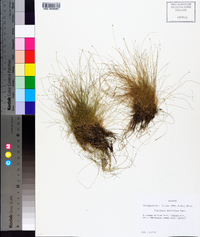 Eleocharis microcarpa image