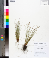 Eleocharis microcarpa image