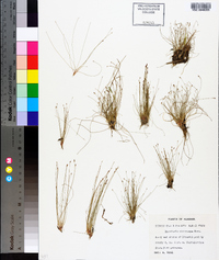 Eleocharis microcarpa image