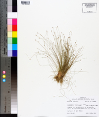 Eleocharis microcarpa image