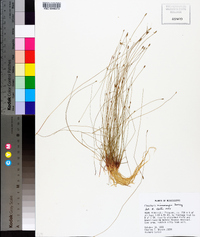 Eleocharis microcarpa image