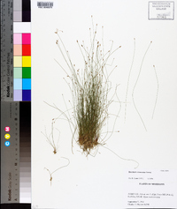 Eleocharis microcarpa image