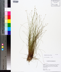 Eleocharis microcarpa image