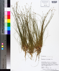 Eleocharis microcarpa image