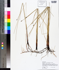 Eleocharis montevidensis image