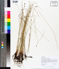 Eleocharis montevidensis image