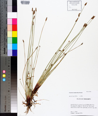 Eleocharis montevidensis image