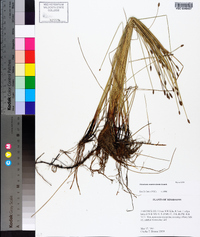 Eleocharis montevidensis image