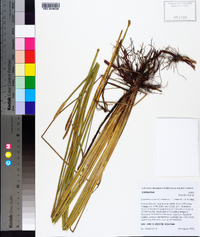 Eleocharis mutata image