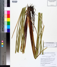 Eleocharis mutata image