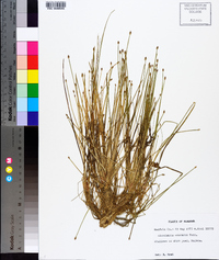 Eleocharis olivacea image