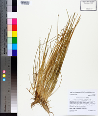 Eleocharis olivacea image