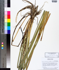 Eleocharis quadrangulata image