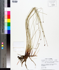 Eleocharis tenuis image