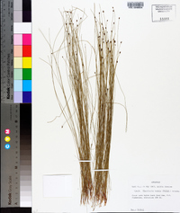 Eleocharis tenuis image