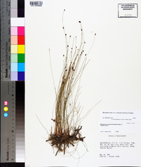 Eleocharis tenuis image