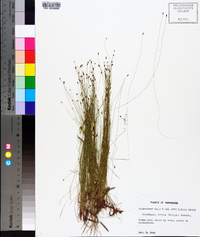 Eleocharis tenuis image