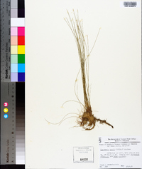 Eleocharis tenuis image