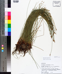 Eleocharis tricostata image