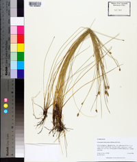 Eleocharis tuberculosa image