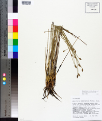 Eleocharis tuberculosa image