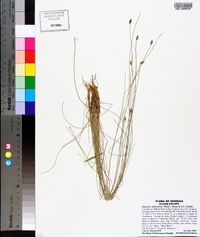 Eleocharis tuberculosa image