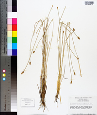 Eleocharis tuberculosa image