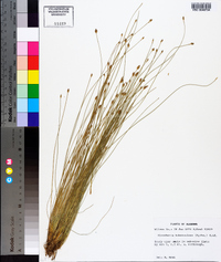 Eleocharis tuberculosa image