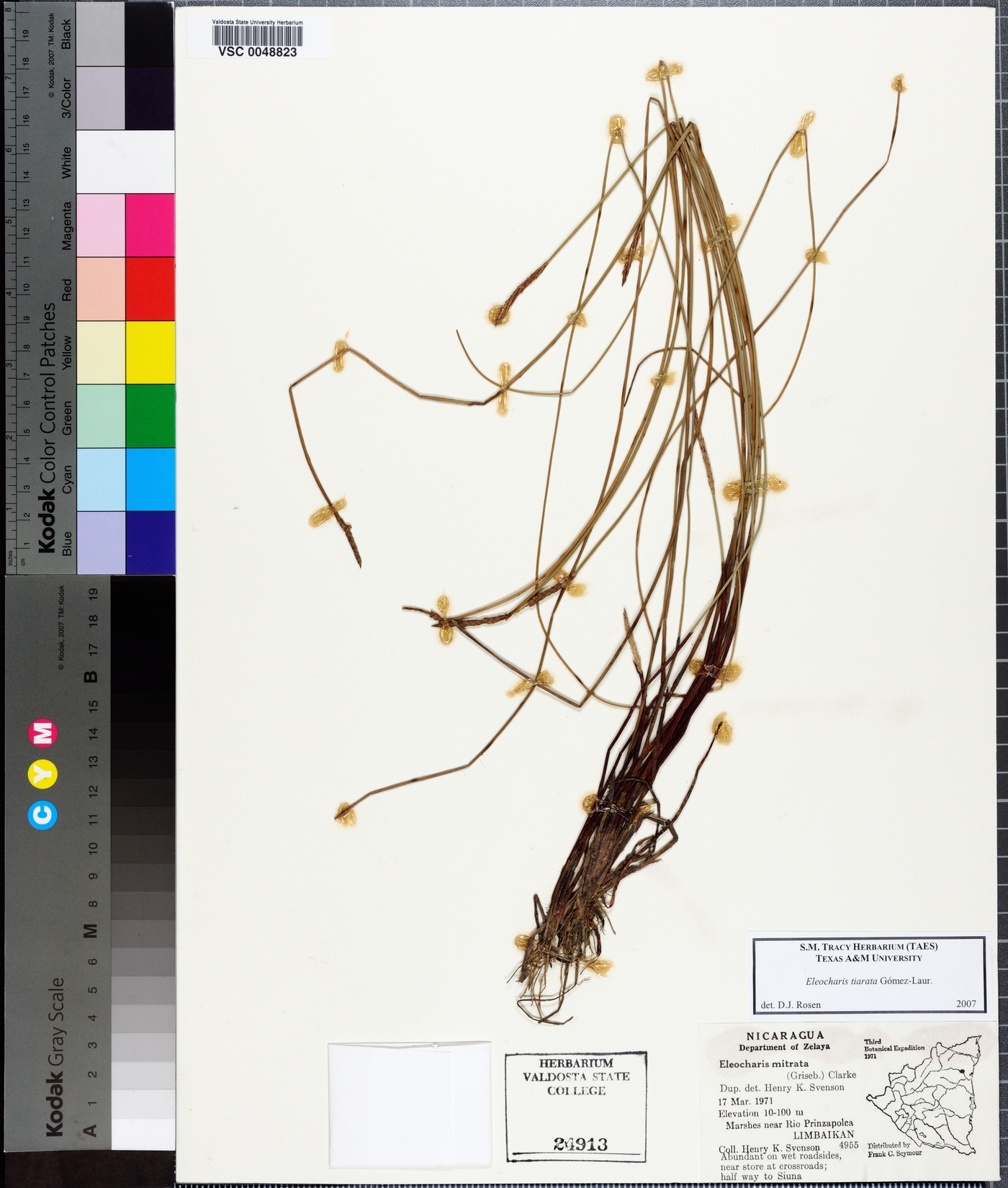 Eleocharis tiarata image