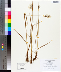 Eriophorum viridicarinatum image