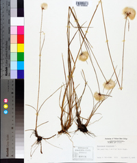 Eriophorum virginicum image