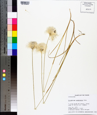 Eriophorum callitrix image