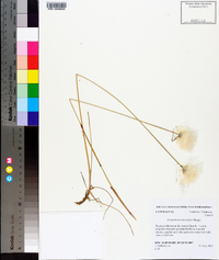 Eriophorum scheuchzeri image