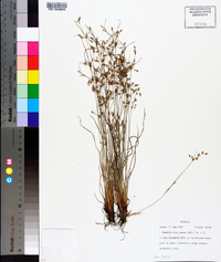 Fimbristylis annua image